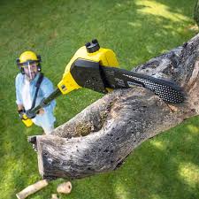 Professional Tree Services in Fort Stewart, GA