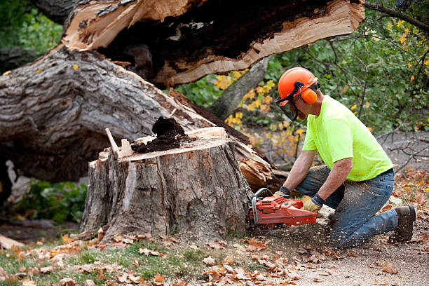 How Our Tree Care Process Works  in  Fort Stewart, GA