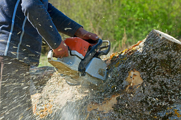 Best Root Management and Removal  in Fort Stewart, GA