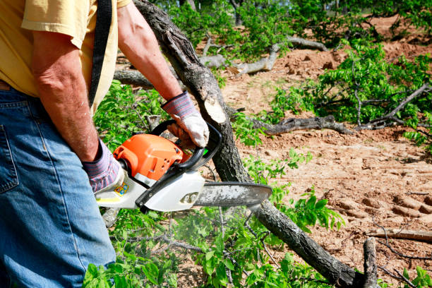 Best Commercial Tree Services  in Fort Stewart, GA